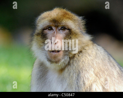 Le visage d'un singe, le macaque de barbarie Silvain. Banque D'Images