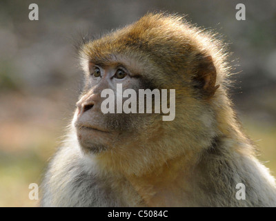 Le visage d'un singe barbay, un macaque de barbarie. Banque D'Images