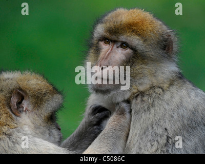 On pistonne un singe de Barbarie. Banque D'Images