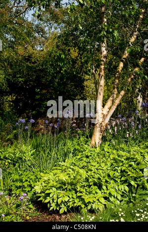 RHS Rosemoor Jardins en avril, Devon, Angleterre, Royaume-Uni Banque D'Images