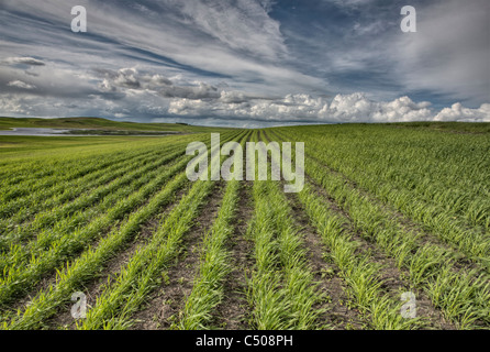 Culture nouvellement plantées en Saskatchewan Canada été Banque D'Images