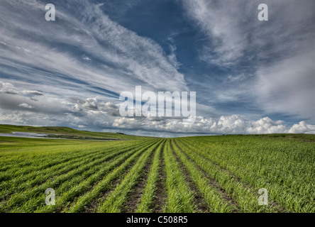 Culture nouvellement plantées en Saskatchewan Canada été Banque D'Images