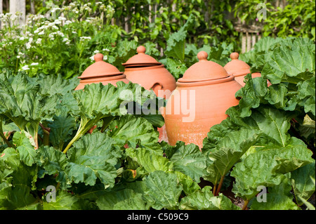 La rhubarbe, Rheum rhabarbarum, et forçant pots en avril, RHS Rosemoor, Devon, Angleterre, Royaume-Uni Banque D'Images