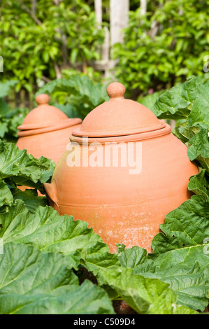 La rhubarbe, Rheum rhabarbarum, et forçant pots en avril, RHS Rosemoor, Devon, Angleterre, Royaume-Uni Banque D'Images