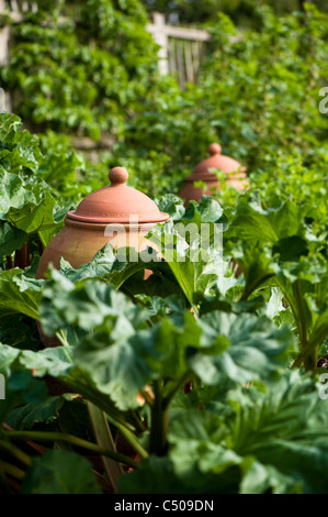La rhubarbe, Rheum rhabarbarum 'Appleton's forcer', et forçant pots en avril, RHS Rosemoor, Devon, Angleterre, Royaume-Uni Banque D'Images