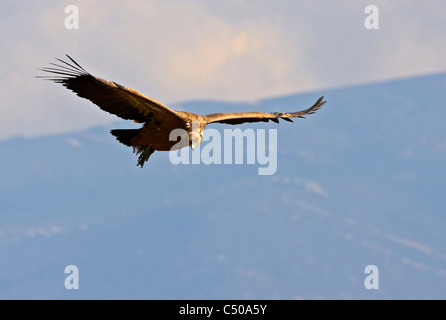 Vautour fauve battant, buitre leonado volando Banque D'Images