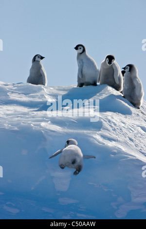 Manchot Empereur escalade poussins un petit monticule de glace, Snow Hill Island, l'Antarctique Banque D'Images