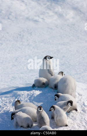 Manchot Empereur escalade poussins un petit monticule de glace, Snow Hill Island, l'Antarctique Banque D'Images