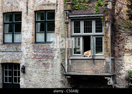 La construction d'un canal, à Bruges avec un chien reposant sa tête sur un coussin à une fenêtre ouverte. Banque D'Images