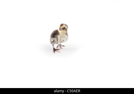 Poussin de caille isolé sur fond blanc Banque D'Images