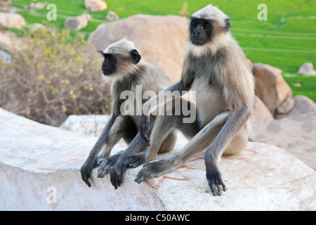 Les Singes à Langure le temple de Hanuman sur Anjaneya Hill à Anegundi, près de Mumbay, stae, Inde. Banque D'Images