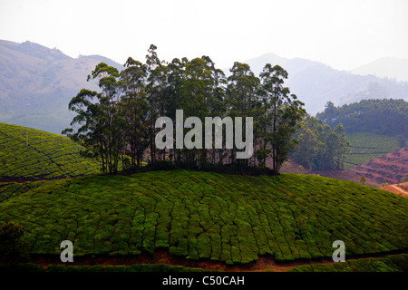 Les plantations de thé près de Munnar, Kerala, Inde Banque D'Images