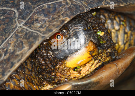 Tortue mouchetée (Emydoidea blandingii) Banque D'Images