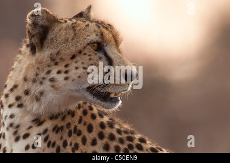 Le Guépard (Acinonyx jubatus ) Portrait à Orpen, Kruger National Park, Afrique du Sud Banque D'Images