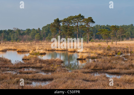 Réserve naturelle nationale commune Thursley, Thursley, Surrey, UK Banque D'Images