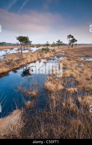 Réserve naturelle nationale commune Thursley, Thursley, Surrey, UK Banque D'Images