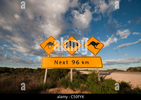 La signalisation routière sur la plaine du Nullarbor indiquant la présence de chameaux, wombat, et des kangourous sur la route Banque D'Images