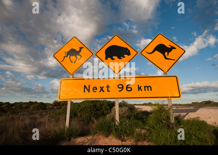 La signalisation routière sur la plaine du Nullarbor indiquant la présence de chameaux, wombat, et des kangourous sur la route Banque D'Images