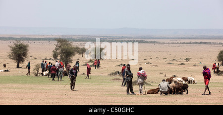 Les Masai des brebis en Aitong. Le Masai Mara, Kenya du Nord Conservancy. Banque D'Images