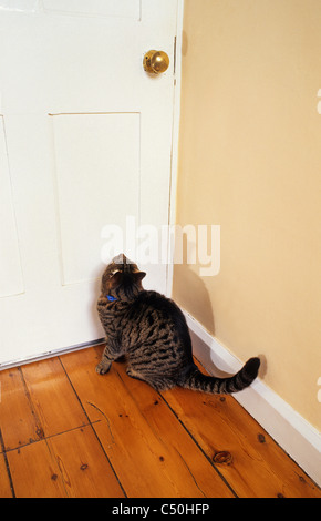 Chat tigré en attente de porte à ouvrir à l'accueil Banque D'Images