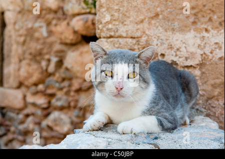 Stray Cat grec dans la vieille ville de Monemvasia Banque D'Images