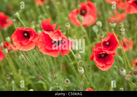 Domaine de fleurs de pavot sauvage. Banque D'Images