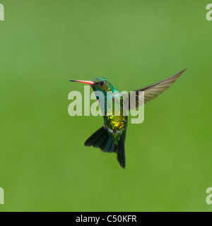 À ventre scintillants Emerald (Chlorostilbon lucidus) Banque D'Images