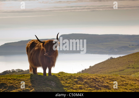 Vache Highland, Ecosse, Europe Banque D'Images