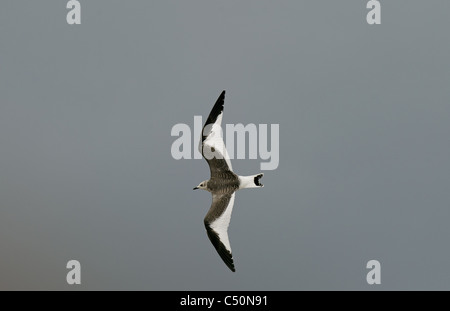 La Mouette de Sabine en vol pour mineurs Banque D'Images