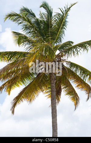 Close up detail d'une variété d'arbres tropicaux cocotier trouvé dans les Caraïbes. Banque D'Images