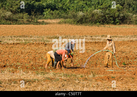 Les personnes qui travaillent dans une plantation de tabac, Vallée de Vinales, Mogotes, province de Pinar del Rio, Cuba Banque D'Images