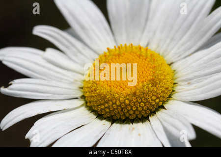 Close up of Oxeye Daisy (Chrysanthemum leucanthemum) Banque D'Images