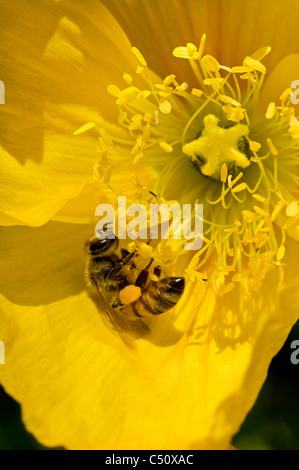 Grandes fleurs tropicales avec miel Banque D'Images