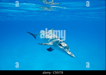 Dauphin tacheté de l'Atlantique Stenella frontalis Atlantischer Fleckendelfin Bimini Bahamas Caraïbes underwater curieux juvenile Banque D'Images