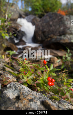 Bunchberries under waterfall Banque D'Images