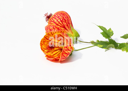 Rouge veine Indian Mallow (Abutilon Pictun) fleurs Banque D'Images