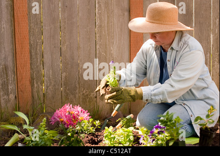 Femme mature en jardinage jardin planter des fleurs Banque D'Images