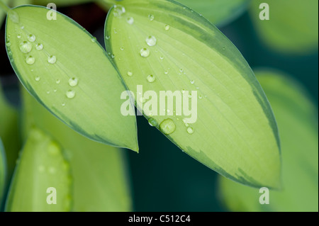 Lily close up avec des gouttes de rosée sur les feuilles Banque D'Images
