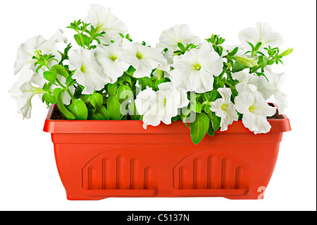 Pétunia blanc en pot de fleurs en terre cuite isolated on white Banque D'Images