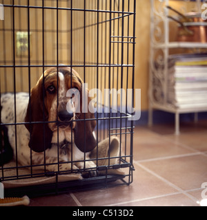 Basset Hound dans la caisse Banque D'Images