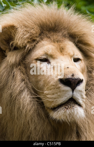 Lion, portrait Banque D'Images