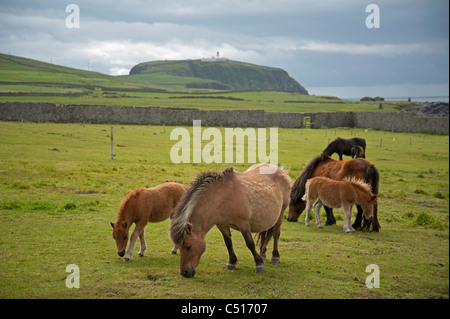 Poneys Shetland pâturage dans un enclos près du pont de murs, Mainland, Shetland. 7414 SCO Banque D'Images