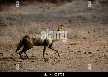 Le Chacal Canis aureus [déménagement] à la Réserve de tigres de Ranthambhore, Inde Banque D'Images