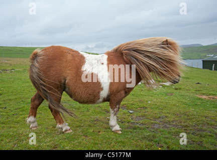 Poney Shetland près de pont balayé par des murs, Mainland, Shetland. 7418 SCO Banque D'Images