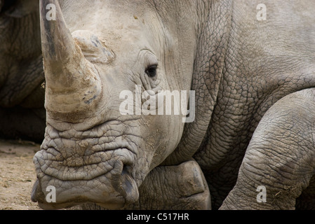 Rhinocéros Banque D'Images