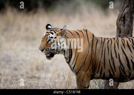 Tigre mâle adulte regardant une proie dans la forêt de Ranthambhore, Inde. ( Panthera tigris) Banque D'Images