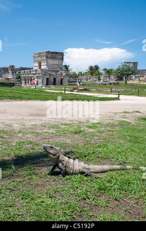 Iguna prend un bain de soleil devant les ruines de Tulum, zone archéologique, Quintana Roo, Tulum, Mexique Banque D'Images