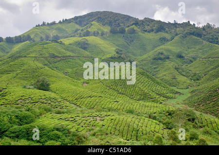 La plantation de thé, Cameron Highlands, Malaisie, Asie du Sud, Asie Banque D'Images