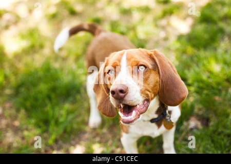 Portrait du Beagle Banque D'Images