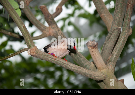 Zebra Finch dans une villa sur l'île Mainau dans le lac de Constance. Im Zebrafink Schmetterlingshaus der Insel Mainau Banque D'Images